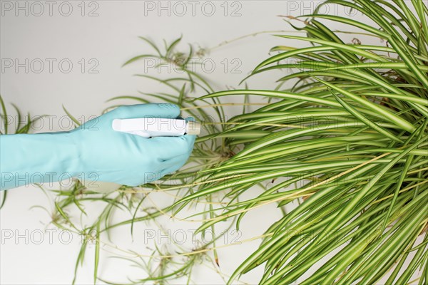 Spraying water on the leaves of a spider plant, florist caring for houseplant, gardening at home