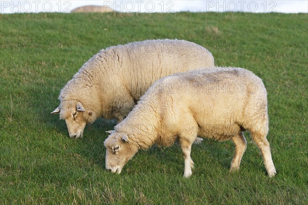 Domestic sheep (Ovis gmelini aries), sheep grazing on a dyke, Wedeler Elbmarsch, Wedel, Schleswig-Holstein, Germany, Europe