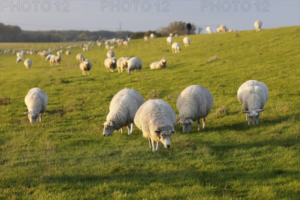 Domestic sheep (Ovis gmelini aries), flock of sheep grazing on a dyke in the evening light, Wedeler Elbmarsch, Wedel, Schleswig-Holstein, Germany, Europe