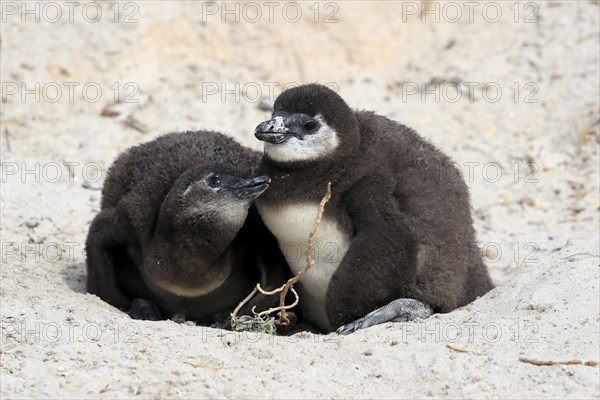 African penguin (Spheniscus demersus), two chicks, at the nest, Boulders Beach, Simonstown, Western Cape, South Africa, Africa