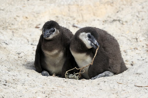 African penguin (Spheniscus demersus), two chicks, at the nest, Boulders Beach, Simonstown, Western Cape, South Africa, Africa