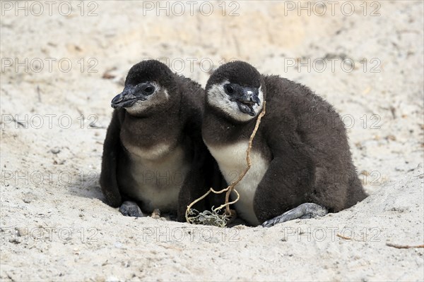 African penguin (Spheniscus demersus), two chicks, at the nest, Boulders Beach, Simonstown, Western Cape, South Africa, Africa