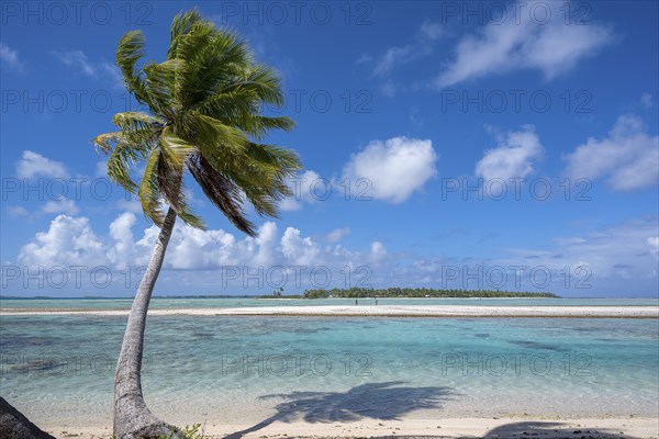 Coconut palm (Cocos nucifera), behind it a sandbank and a motu, Tikehau, atoll, Tuamotu archipelago, Tuherahera, Rangiroa, French Polynesia, Oceania