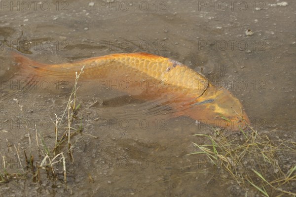 Golden carp (Cyprinus carpia) foraging in the shallows of a lake, Allgäu, Bavaria, Germany, Allgäu, Bavaria, Germany, Europe