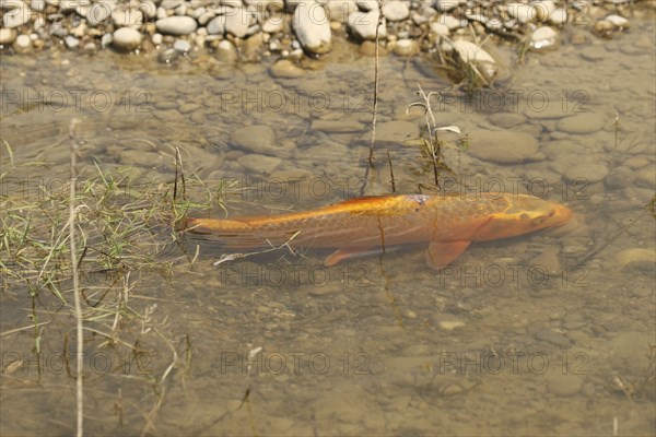 Golden carp (Cyprinus carpia) foraging in the shallows of a lake, Allgäu, Bavaria, Germany, Allgäu, Bavaria, Germany, Europe