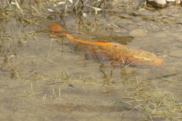 Golden carp (Cyprinus carpia) foraging in the shallows of a lake, Allgäu, Bavaria, Germany, Allgäu, Bavaria, Germany, Europe