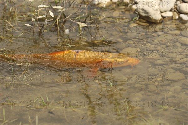 Golden carp (Cyprinus carpia) foraging in the shallows of a lake, Allgäu, Bavaria, Germany, Allgäu, Bavaria, Germany, Europe