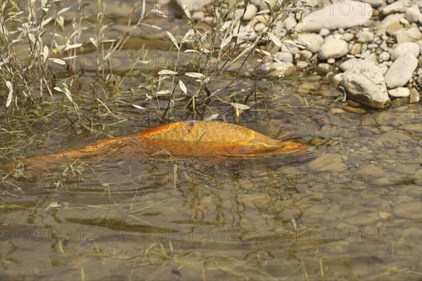 Golden carp (Cyprinus carpia) foraging in the shallows of a lake, Allgäu, Bavaria, Germany, Allgäu, Bavaria, Germany, Europe