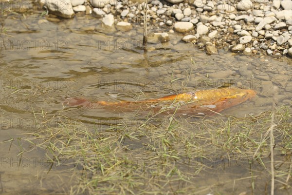 Golden carp (Cyprinus carpia) foraging in the shallows of a lake, Allgäu, Bavaria, Germany, Allgäu, Bavaria, Germany, Europe