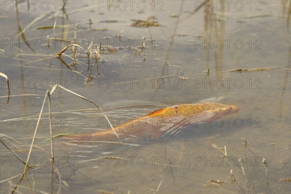 Golden carp (Cyprinus carpia) foraging in the shallows of a lake, Allgäu, Bavaria, Germany, Allgäu, Bavaria, Germany, Europe