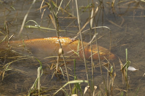 Golden carp (Cyprinus carpia) foraging in the shallows of a lake, Allgäu, Bavaria, Germany, Allgäu, Bavaria, Germany, Europe