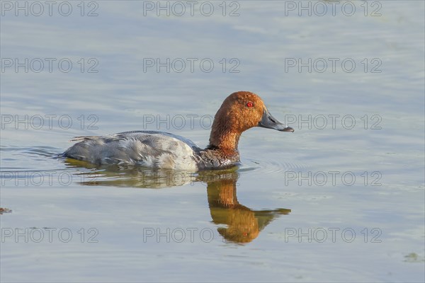 Common pochard (Aythya ferina), drake, swimming in water, wildlife, animals, birds, Ziggsee, Lake Neusiedl-Seewinkel National Park, Burgenland, Austria, Europe