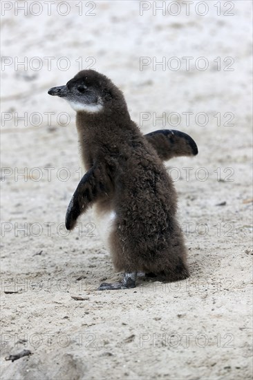 African penguin (Spheniscus demersus), juvenile, on the beach, spreading its wings, Boulders Beach, Simonstown, Western Cape, South Africa, Africa