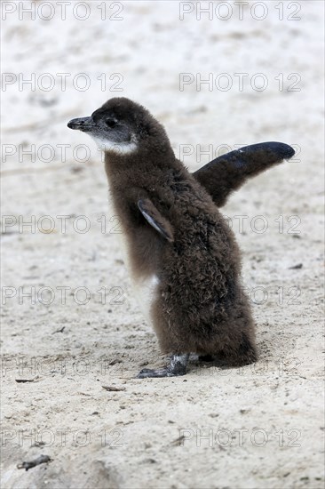 African penguin (Spheniscus demersus), juvenile, on the beach, spreading its wings, Boulders Beach, Simonstown, Western Cape, South Africa, Africa