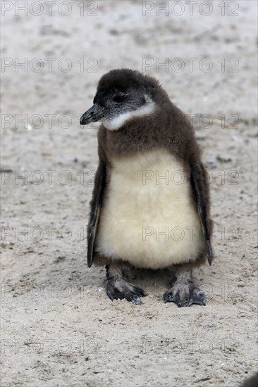 African penguin (Spheniscus demersus), juvenile, on the beach, Boulders Beach, Simonstown, Western Cape, South Africa, Africa