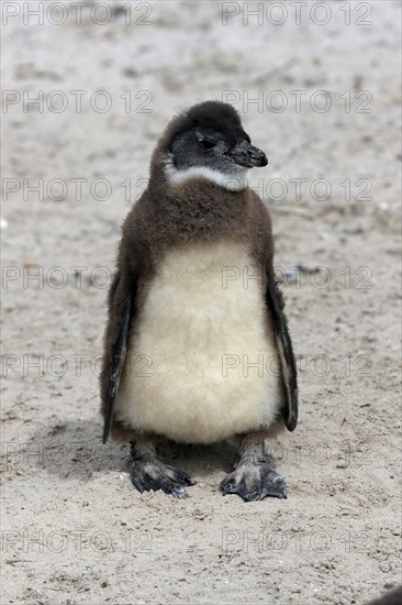 African penguin (Spheniscus demersus), juvenile, on the beach, Boulders Beach, Simonstown, Western Cape, South Africa, Africa