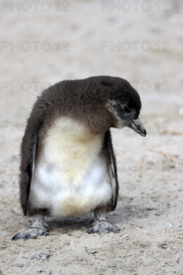 African penguin (Spheniscus demersus), juvenile, on the beach, Boulders Beach, Simonstown, Western Cape, South Africa, Africa