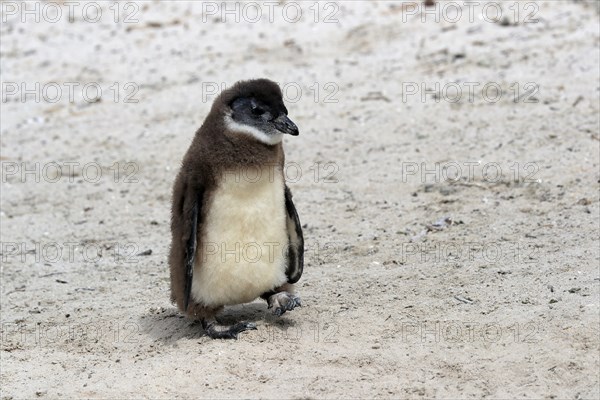 African penguin (Spheniscus demersus), juvenile, on the beach, Boulders Beach, Simonstown, Western Cape, South Africa, Africa