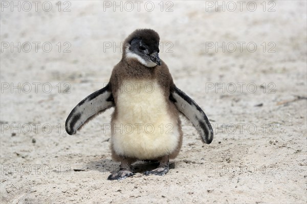 African penguin (Spheniscus demersus), juvenile, on the beach, Boulders Beach, Simonstown, Western Cape, South Africa, Africa