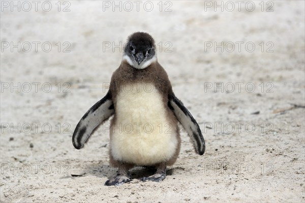 African penguin (Spheniscus demersus), juvenile, on the beach, Boulders Beach, Simonstown, Western Cape, South Africa, Africa