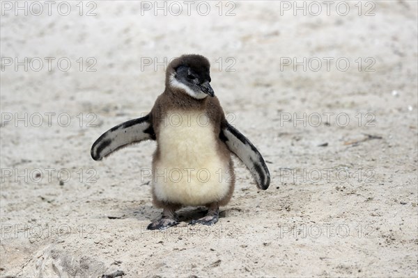 African penguin (Spheniscus demersus), juvenile, on the beach, Boulders Beach, Simonstown, Western Cape, South Africa, Africa