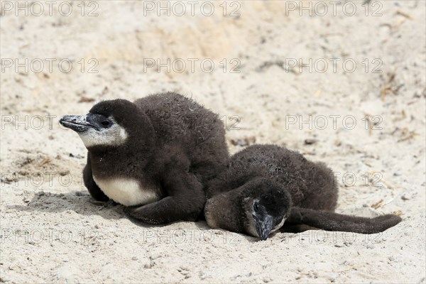 African penguin (Spheniscus demersus), two juveniles, resting, Boulders Beach, Simonstown, Western Cape, South Africa, Africa