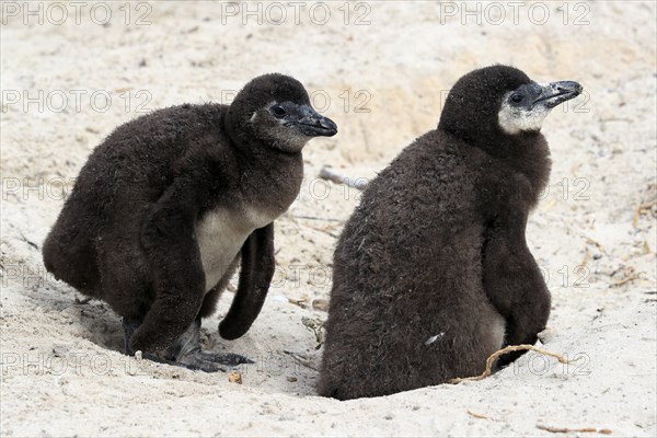 African penguin (Spheniscus demersus), two juveniles, Boulders Beach, Simonstown, Western Cape, South Africa, Africa