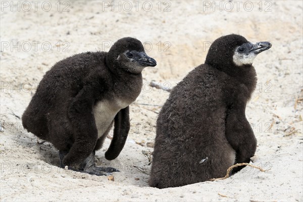 African penguin (Spheniscus demersus), two juveniles, Boulders Beach, Simonstown, Western Cape, South Africa, Africa