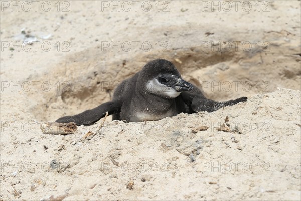 African penguin (Spheniscus demersus), juvenile, looking out of nest, Boulders Beach, Simonstown, Western Cape, South Africa, Africa