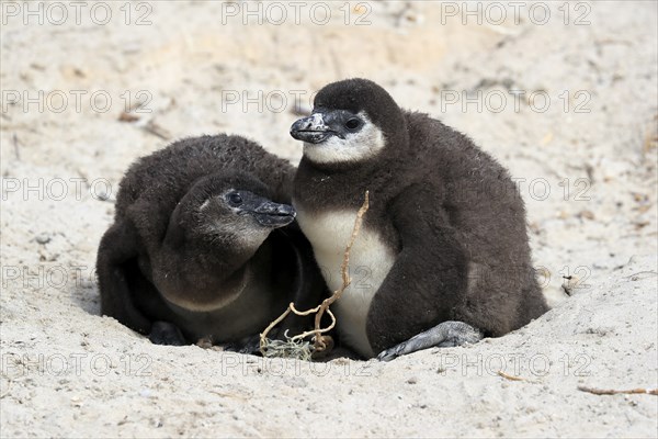 African penguin (Spheniscus demersus), two chicks, at the nest, Boulders Beach, Simonstown, Western Cape, South Africa, Africa