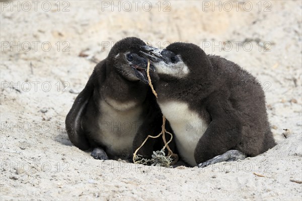 African penguin (Spheniscus demersus), two chicks, at the nest, Boulders Beach, Simonstown, Western Cape, South Africa, Africa