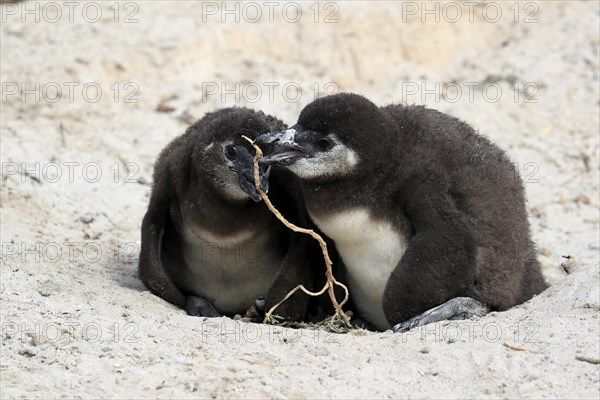 African penguin (Spheniscus demersus), two chicks, at the nest, Boulders Beach, Simonstown, Western Cape, South Africa, Africa