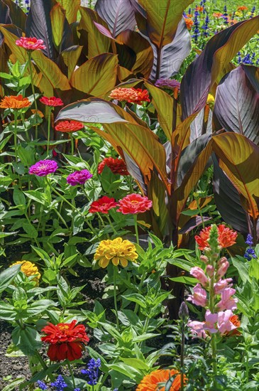 Cannas (Canna), and zinnias (Zinnia), in the Hofgarten, Kempten, Allgäu, Bavaria, Germany, Europe