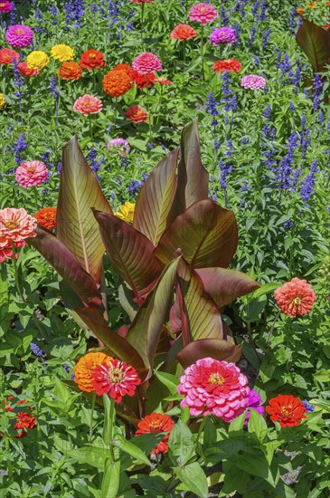 Cannas (Canna), and zinnias (Zinnia), in the Hofgarten, Kempten, Allgäu, Bavaria, Germany, Europe