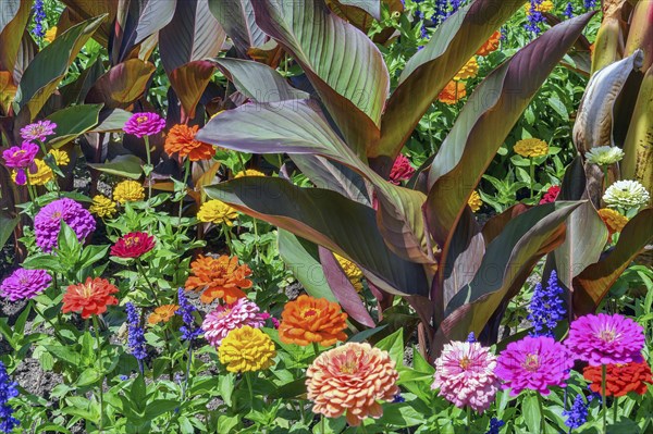 Cannas (Canna), and zinnias (Zinnia), in the Hofgarten, Kempten, Allgäu, Bavaria, Germany, Europe