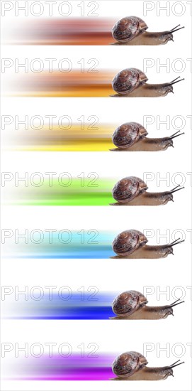 Concept. fast snail with colored silhouette. Isolated on white