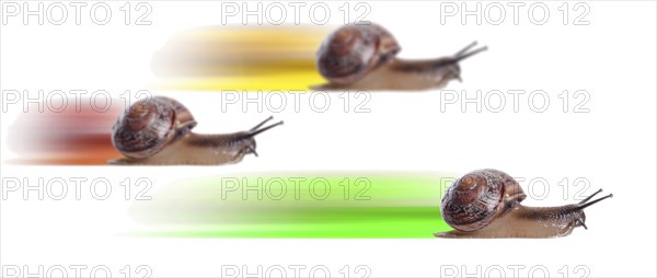 Concept. fast snail with colored silhouette. Focus on front snail