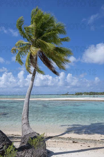 Coconut palm (Cocos nucifera), behind it a sandbank and a motu, Tikehau, atoll, Tuamotu archipelago, Tuherahera, Rangiroa, French Polynesia, Oceania