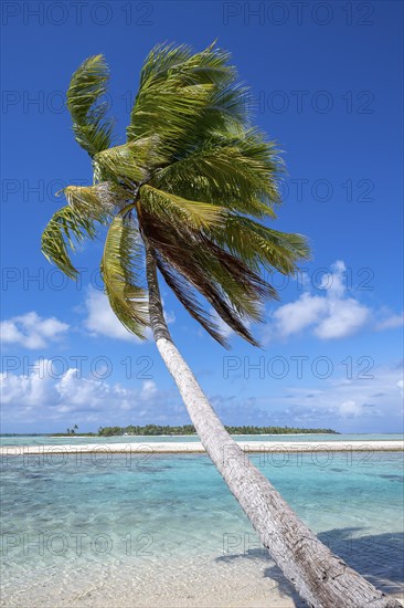 Coconut palm (Cocos nucifera), behind it a sandbank and a motu, Tikehau, atoll, Tuamotu archipelago, Tuherahera, Rangiroa, French Polynesia, Oceania