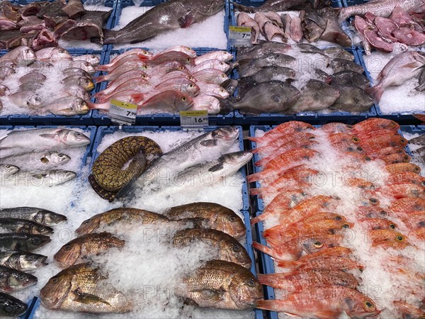 Display in a fish counter in a supermarket, fresh fish, fresh fish, gurnard, perch, bream, food, Algarve, Portugal, Europe