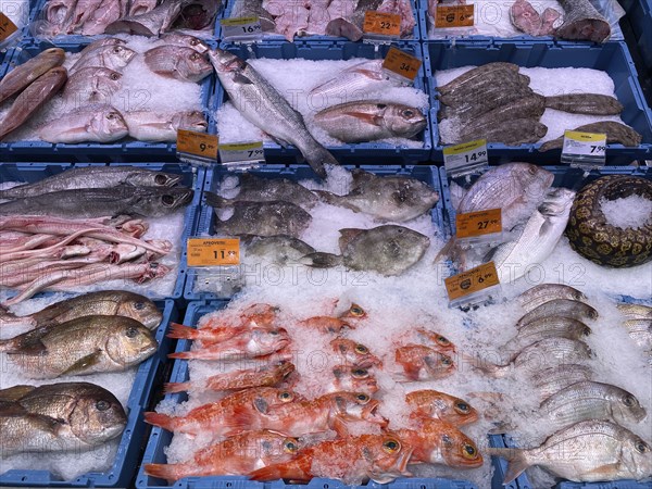 Display in a fish counter in a supermarket, fresh fish, fresh fish, gurnard, perch, bream, moray eel, sole, food, Algarve, Portugal, Europe