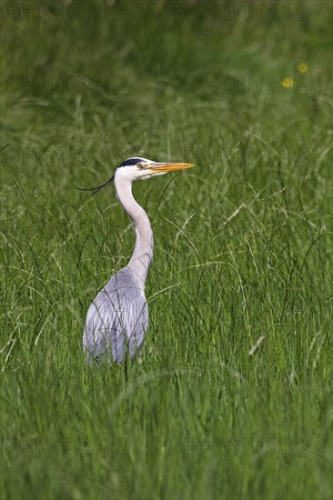 Grey heron (Ardea cinerea) standing in a meadow, Wedeler Elbmarsch, Wedel, Schleswig-Holstein, Germany, Europe