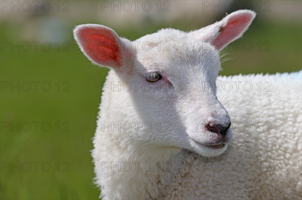 Domestic sheep (Ovis gmelini aries), lamb, portrait, baby animal, Wedeler Elbmarsch, Wedel, Schleswig-Holstein, Germany, Europe