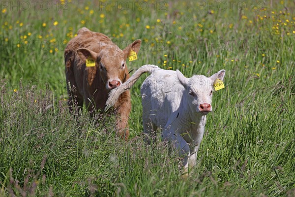 Charolais Cattle (Bos primigenius taurus), calves with ear tags running through high meadow, baby animals, Wedeler Elbmarsch, Wedel, Schleswig-Holstein, Germany, Europe