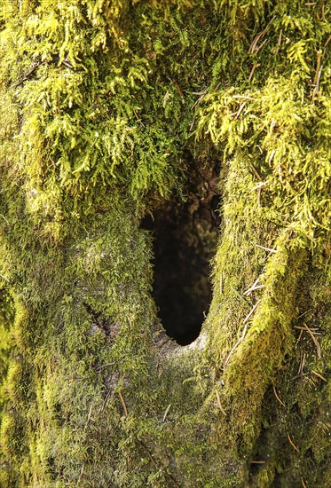 A close-up of a tree with mossy bark and a dark hollow in the center, background image