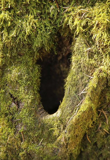 Close-up of a tree bark covered in vibrant green moss with a dark hole in the center, background image