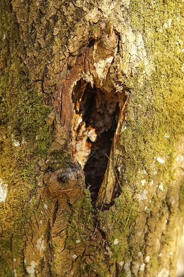 A tree trunk with bark and moss, featuring a hole illuminated by sunlight, background image