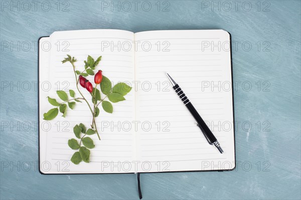 Empty booklet with a twig of a hip rose, blue colored background, copy space for text