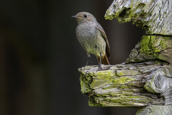 Black redstart (Phoenicurus ochruros gibraltariensis) female, first calendar year male perched on weathered wooden beam of barn, shed in spring