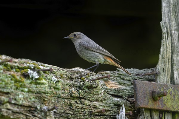 Black redstart (Phoenicurus ochruros gibraltariensis) female, first calendar year male perched on weathered wooden beam of barn, shed in spring